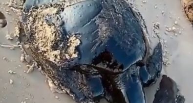 Tartaruga é encontrada coberta de óleo em praia de Alcântara