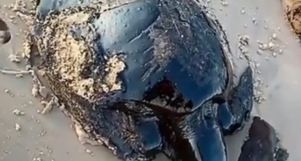 Tartaruga é encontrada coberta de óleo em praia de Alcântara