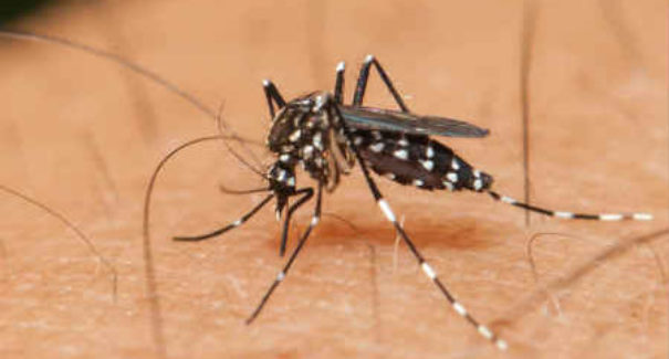 Em um ano, incidência da dengue no país aumenta 600%