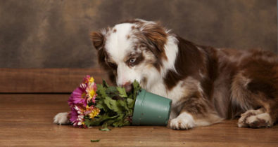 Saiba quais plantas e alimentos  fazem mal ao seu cão
