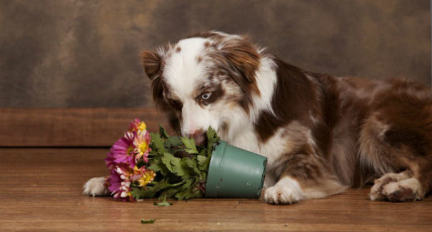 Saiba quais plantas e alimentos  fazem mal ao seu cão