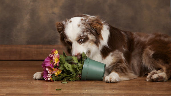 Saiba quais plantas e alimentos  fazem mal ao seu cão
