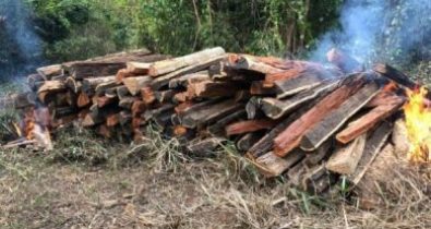 Polícia Federal prende madeireiros por desmatar reserva dos Araribóia