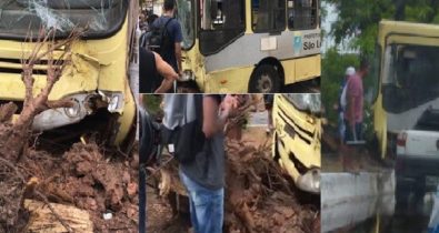 Ônibus colide em canteiro e derruba árvore na Av. dos Africanos