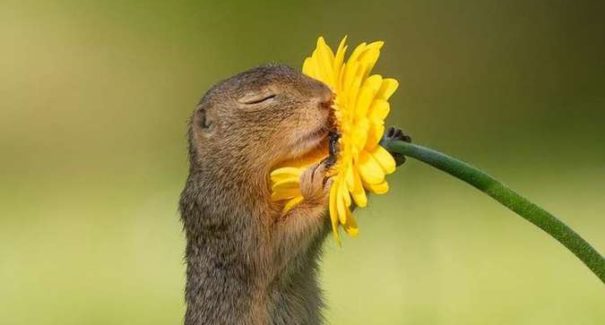 Foto de esquilo apaixonado viraliza nas redes sociais