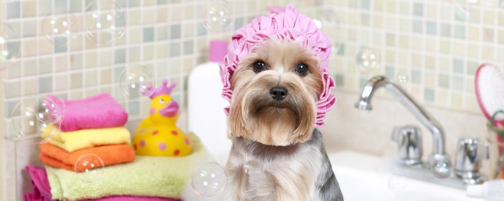 Yorkie taking a bubble bath in her pink bath cap.PLEASE CLICK ON THE IMAGE BELOW TO SEE MY DOGGY LIGHTBOX PORTFOLIO: