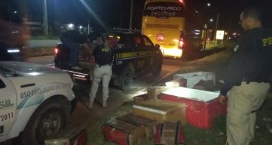 Ônibus com transporte irregular de carne bovina e queijo é apreendido