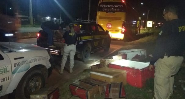 Ônibus com transporte irregular de carne bovina e queijo é apreendido