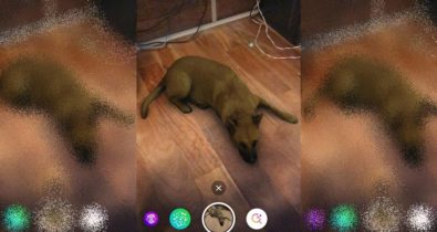 Sasha Dog: saiba como usar o filtro de cachorro no Instagram