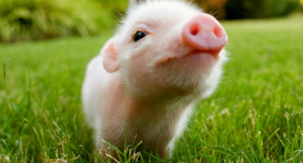 Animais exóticos para se ter de estimação