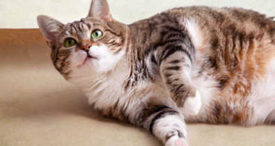 Conheça a catnip, mais conhecida como erva do gato