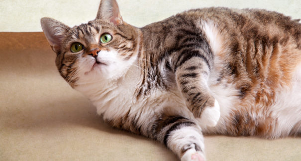 Saiba como fazer caminha para gato