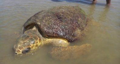 Tartaruga encalhada é encontrada na Praia da Guia, em São Luís