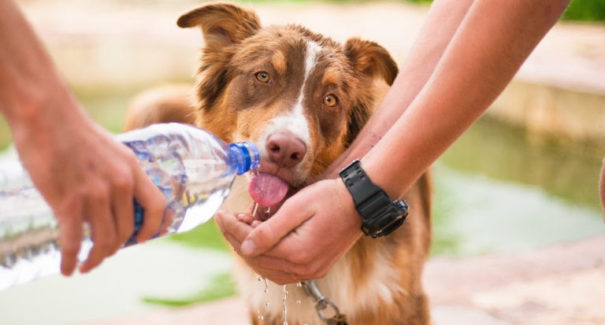 Como proteger seu pet do calor