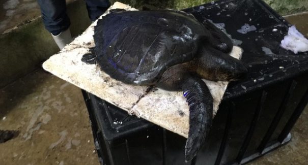 Sobe para 132 o número de praias atingidas por manchas de óleo no país