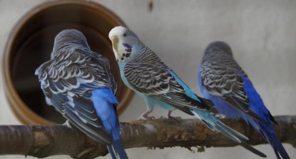 Ibama endurece combate à captura e criação ilegal de aves