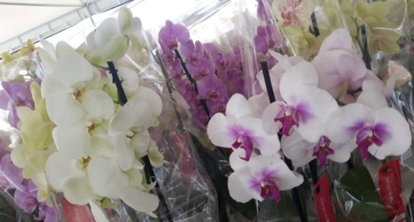 Festival de flores traz  novidades para o mercado