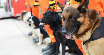 Maranhão sedia evento nacional de cães de salvamento