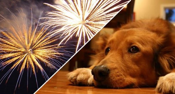 Saiba como preparar seu pet para os fogos