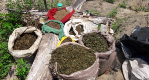 Mais de 360 mil pés de maconha são apreendidos em operação policial
