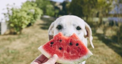 Saiba quais frutas o seu pet pode comer