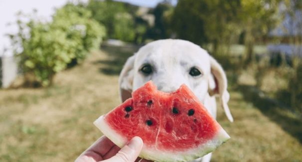 Saiba quais frutas o seu pet pode comer