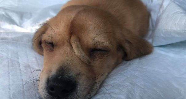 Conheça o cachorro-unicórnio que tem um rabinho na testa