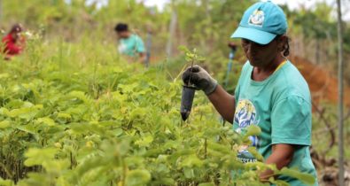 Reflorestamento em Mariana usa mudas de pequenos produtores