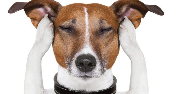 Saiba como minimizar o impacto dos fogos na saúde dos seus pets