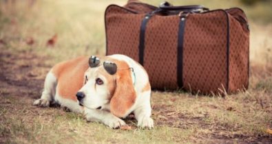 Confira cinco locais para viajar com seu cãozinho