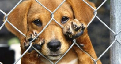 5 ONGs para adotar animais de estimação em São Luís