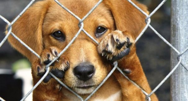 5 ONGs para adotar animais de estimação em São Luís
