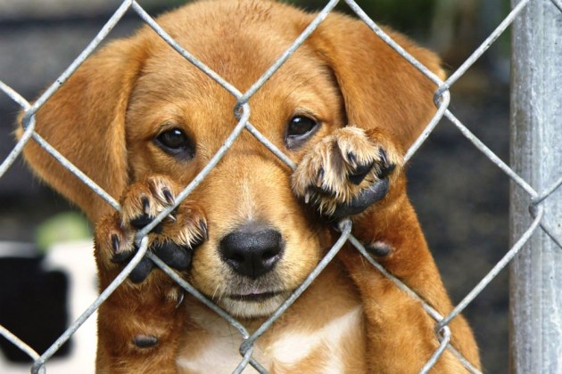 5 ONGs para adotar animais de estimação em São Luís