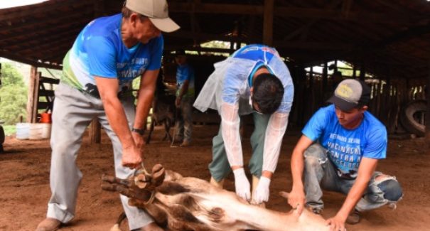 Fundepec faz campanha de vacinação em animais
