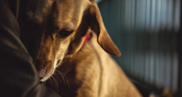 Conheça os sinais de stress de cães