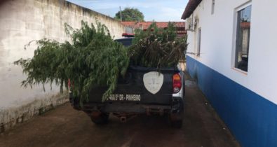 Polícia acaba com plantação de maconha na cidade de Pedro do Rosário