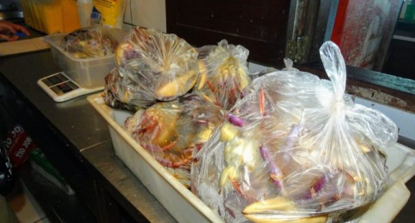 Restaurantes são autuados e  multados pela comercialização ilegal de caranguejo