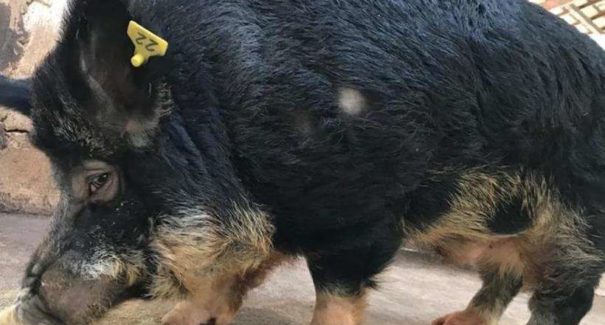 Vale manda sacrificar javaporcos resgatados de área de risco
