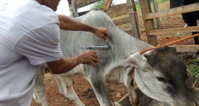 Consulta pública sobre febre aftosa termina na semana que vem