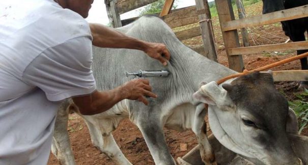 Consulta pública sobre febre aftosa termina na semana que vem