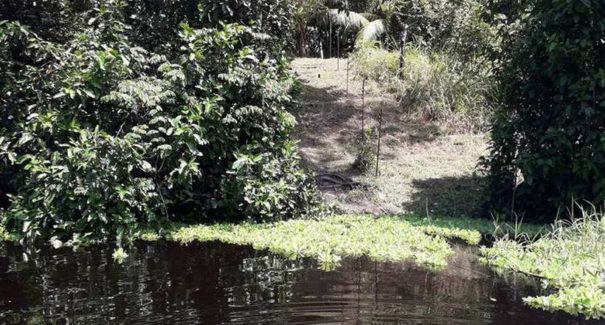Pesquisa descobre ilhas construídas por indígenas na Amazônia