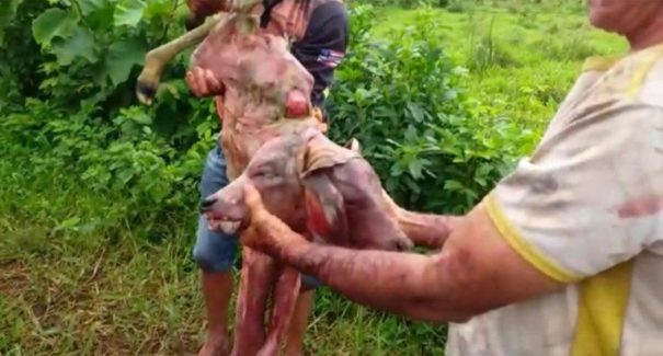 Bezerro de duas cabeças nasce em fazenda de Riachão