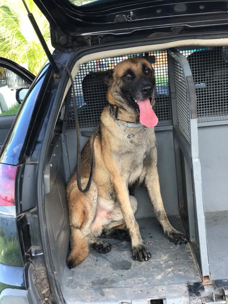 Cão policial acha drogas em operação na Lagoa da Jansen