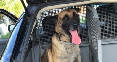 Cão policial acha drogas em operação na Lagoa da Jansen