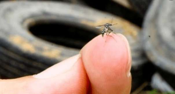 Casos de dengue caem 75% no Brasil em 2026, aponta Ministério da Saúde