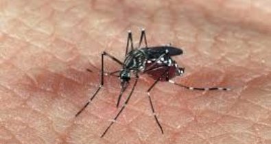 Primeira morte por dengue hemorrágica é investigada em São Luís