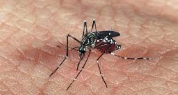 Primeira morte por dengue hemorrágica é investigada em São Luís