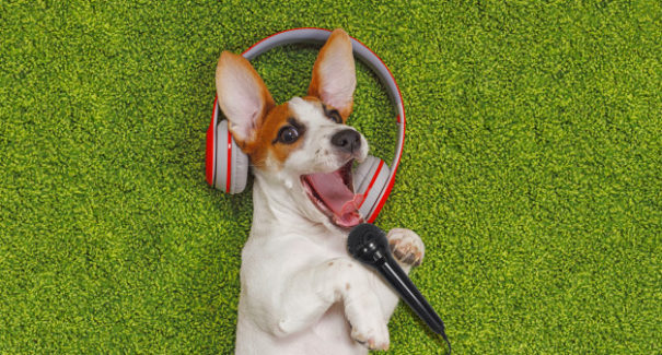 Nova playlist do Spotify escolhe músicas que atendem ao gosto musical dos pets