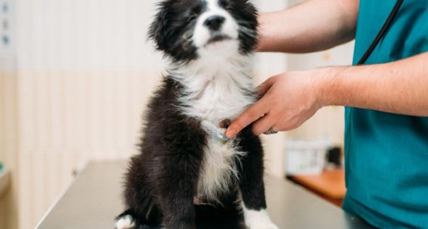 Exames de rotina e os benefícios para a saúde dos pets