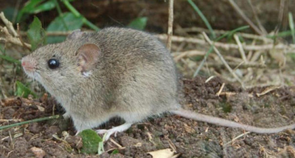 Confirmada 1ª morte por febre hemorrágica no Brasil após 20 anos